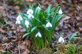 طبیعت سوادکوه در آستانه بهار