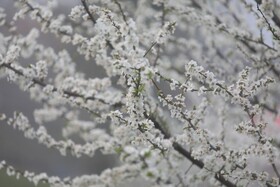 طبیعت سوادکوه در آستانه بهار