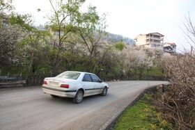 طبیعت سوادکوه در آستانه بهار