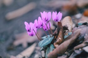 طبیعت سوادکوه در آستانه بهار