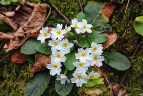 طبیعت سوادکوه در آستانه بهار