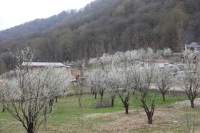 طبیعت سوادکوه در آستانه بهار