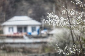 طبیعت سوادکوه در آستانه بهار