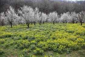 طبیعت سوادکوه در آستانه بهار