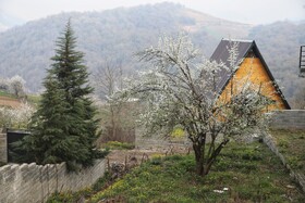 طبیعت سوادکوه در آستانه بهار