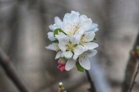 طبیعت سوادکوه در آستانه بهار