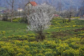 طبیعت سوادکوه در آستانه بهار