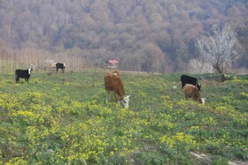 طبیعت سوادکوه در آستانه بهار