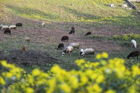 طبیعت سوادکوه در آستانه بهار