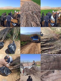 توزیع و کاشت نهال در قالب طرح توسعه ۵۰۰ هکتاری باغات ایلام