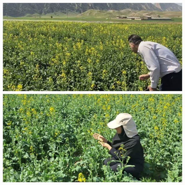 پایش شته مومی در مزارع کلزای شهرستان دره‌شهر