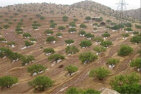 استحصال آب باران، راهکاری کم‌هزینه برای احیای جنگل‌های زاگرس