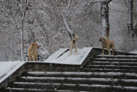 بارش برف در تبریز