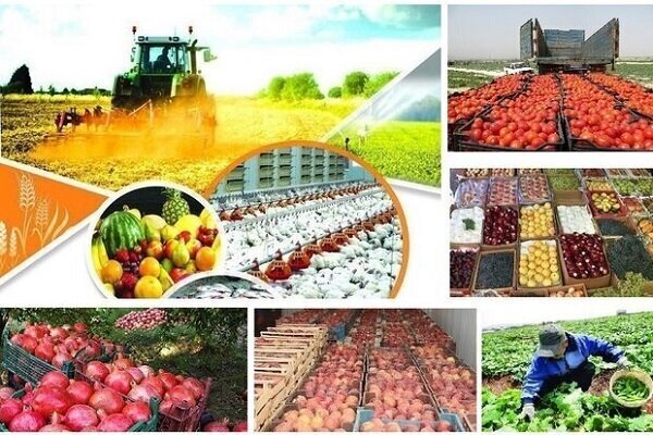 معاون وزیر: رشد ۵.۵ درصدی بخش کشاورزی دستاورد مهم دولت است