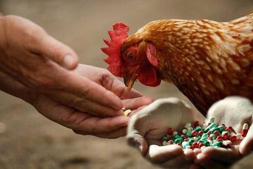 بقایای آنتی‌بیوتیک در گوشت؛ زنگ خطری برای سلامت عمومی