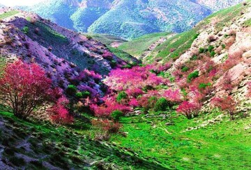  ارغوان؛ یکی از بنفش‌ترین دره‌های خراسان رضوی