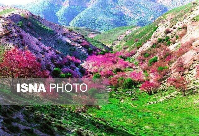  ارغوان؛ یکی از بنفش‌ترین دره‌های خراسان رضوی