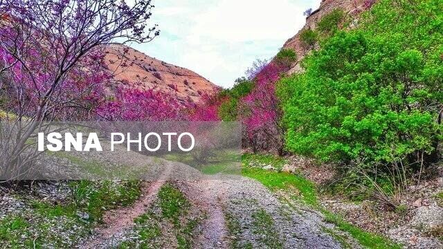 &nbsp;ارغوان؛ یکی از بنفش‌ترین دره‌های خراسان رضوی