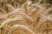 پیش‌بینی برداشت بیش از یک میلیون تن گندم در گلستان