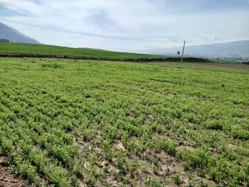 با وجود بارندگی‌های سیل‌آسا، محصولات  تحقیقاتی چرداول در وضعیت مطلوبی هستند