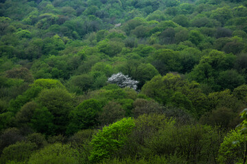 طبیعت بهاری سوادکوه - مازندران
