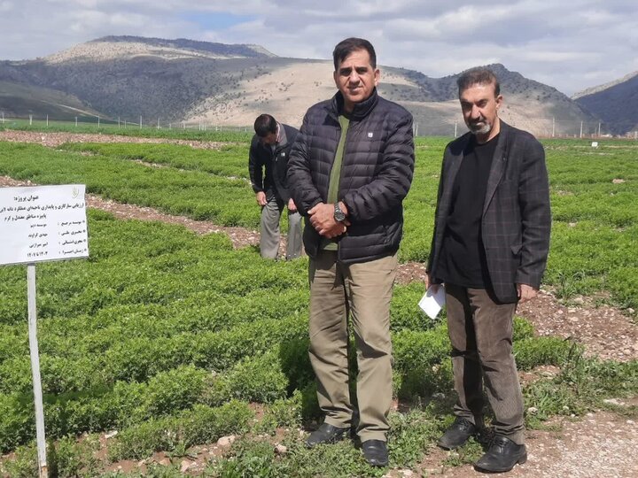 طرحهای کاربردی تحقیقاتی، چالشهای بخش کشاورزی را در ایلام رفع میکند