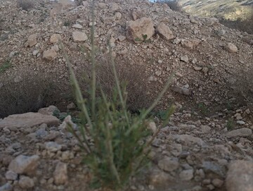 پویش بذرکاری بادام کوهی در فیروزآباد به ثمر نشست / رشد صدها بوته یک‌ساله در تنگاب