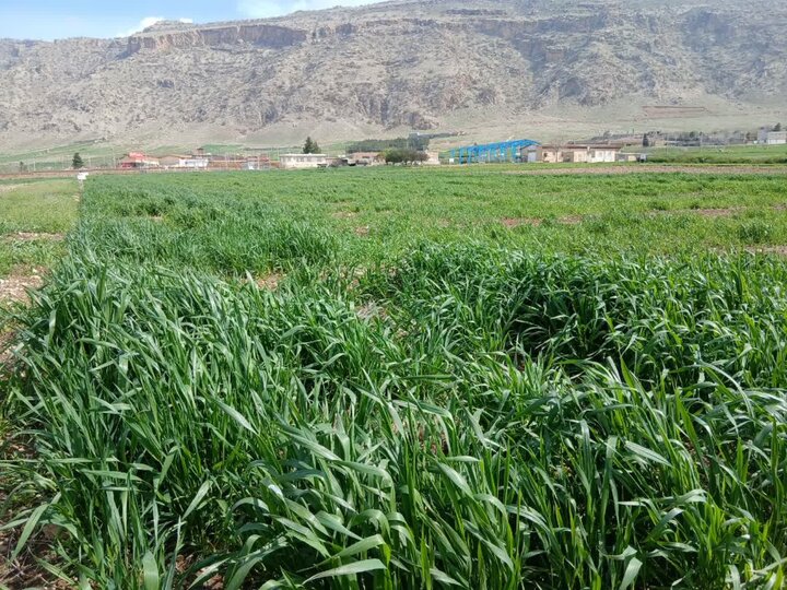 پایش میدانی گندم دیم در چرداول/ رشد مطلوب پس از بارندگی‌های اخیر