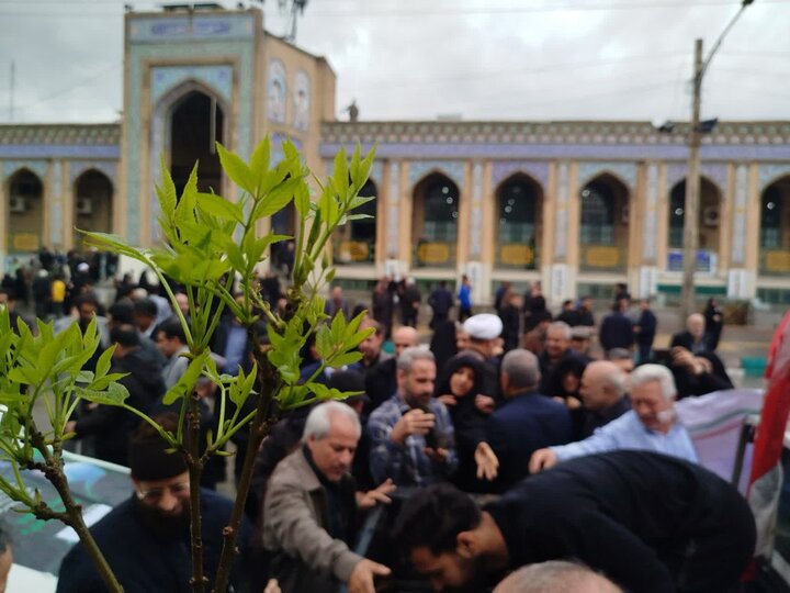 توزیع ۱۲ هزار اصله نهال در مصلاهای نمازجمعه در کرمانشاه