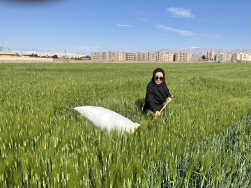 بازدید میدانی از مزارع غلات سمنان برای کنترل سن و شته روسی