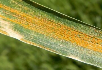 لزوم پایش مستمر مزارع برای مقابله با بیماری زنگ زرد گندم و سن غلات در ماه فروردین