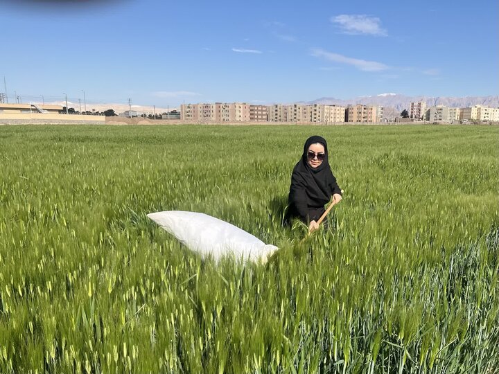 بازدید میدانی از مزارع غلات سمنان برای کنترل سن و شته روسی