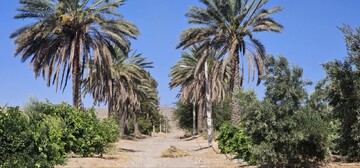 آغاز گرده‌افشانی نخیلات فسا با هدف تحقق تولید ۱۵۰۰ تن خرما