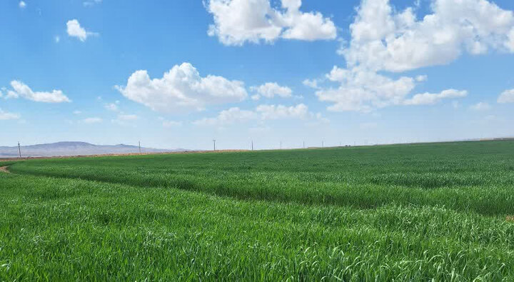 صیانت از امنیت غذایی با نظارت مستمر بر سلامت مزارع در شاهرود