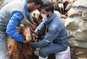 آغاز طرح فراگیر واکسیناسیون بیماری بروسلوز در جمعیت دامی استان اردبیل