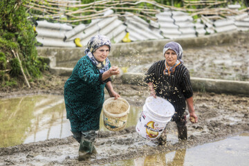 آماده‌سازی "خزانه برنج" به روش سنتی - سوادکوه