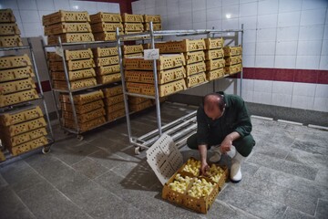 تفکیک جوجه های ناقص یا مریض از جوجه های سالم