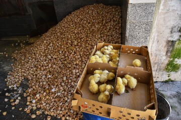 تولید گوشت مرغ زیر سایه جنگ
