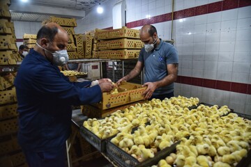 تولید گوشت مرغ زیر سایه جنگ