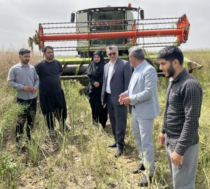 آغاز برداشت دانه روغنی کلزا از مزارع دهلران