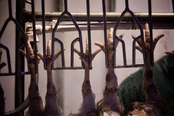 کشتارگاه تولید مرغ گوشتی