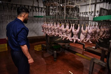 پس از مرحله پرکنی،مرغها با دقت کنترل میشوند تا پرهای اضافی روی بدن مرغ باقی نمانده باشد.