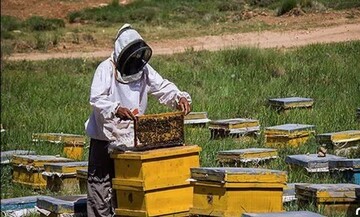 تولید بیش از ۱۲ هزار تن عسل در فارس