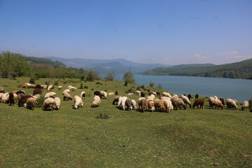 طبیعت بهاری دریاچه لفور - مازندران