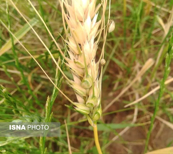 آغار عملیات مبارزه با آفت سن گندم در سیستان و بلوچستان