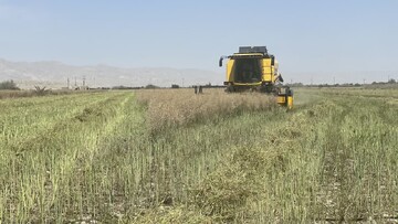 آغاز برداشت کلزا در مزارع لامرد/ تداوم برداشت گندم آبی