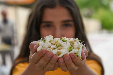 بهار نارنج شیراز