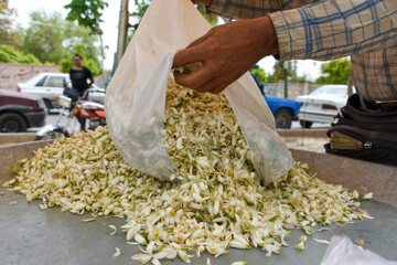 بهار نارنج شیراز