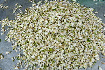 بهار نارنج شیراز