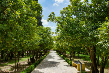 بهار نارنج شیراز